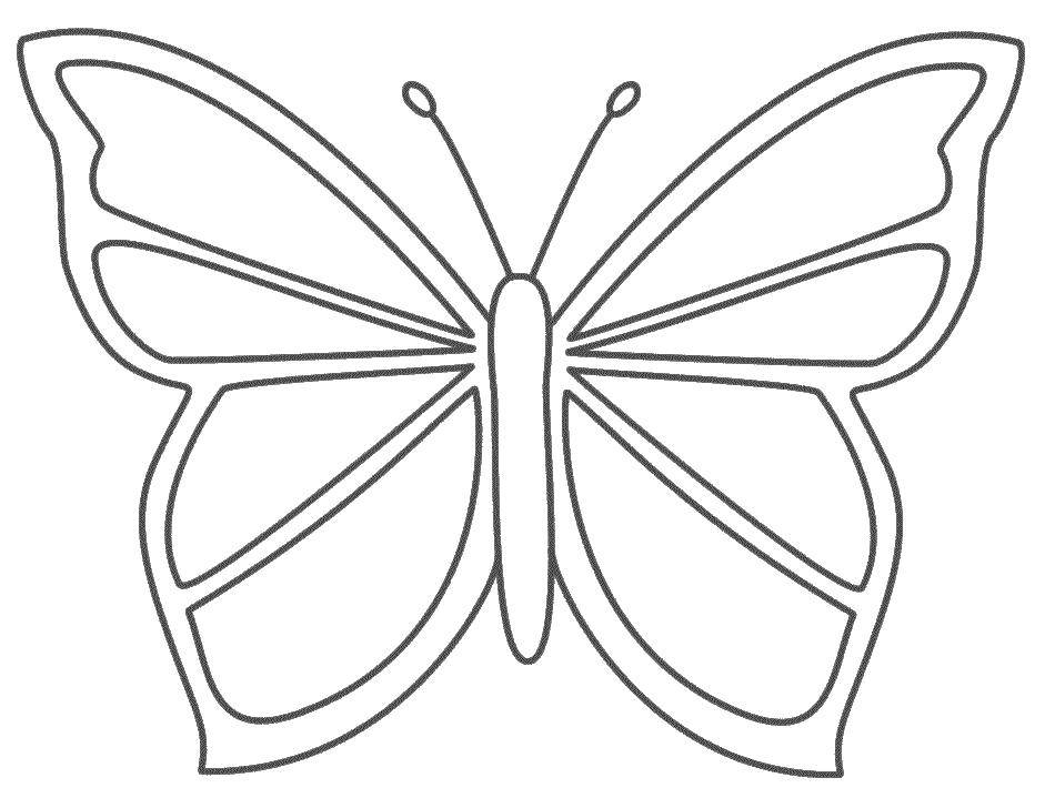 «Бабочка картинка для детей» скачать раскраски