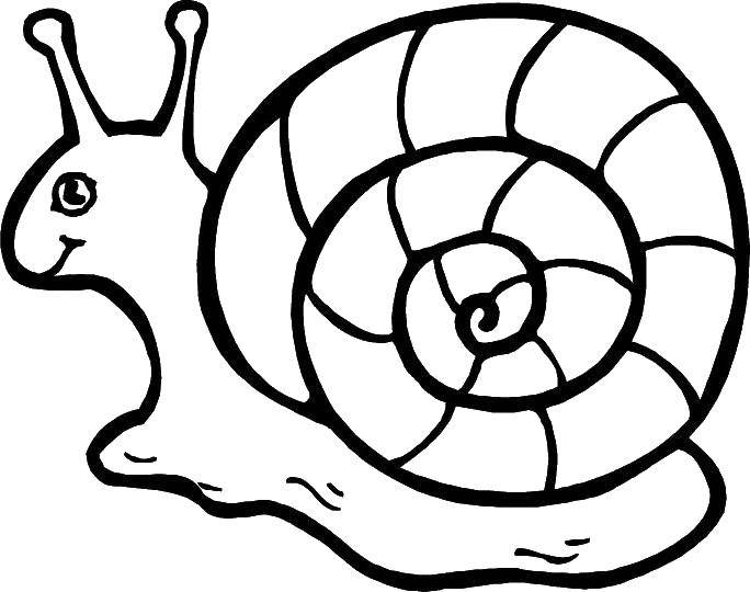 Coloring Snail. Category Animals. Tags:  animals, snail, shell.