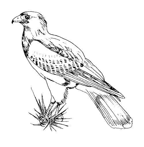 Coloring Falcon bird. Category Birds. Tags:  Falcon, bird.