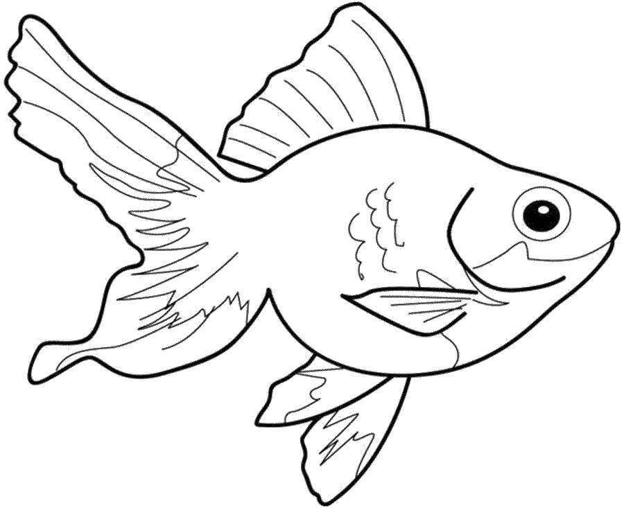 Розмальовки  Красуня золота рибка.. Завантажити розмальовку Підводний світ, риба.  Роздрукувати ,риби,