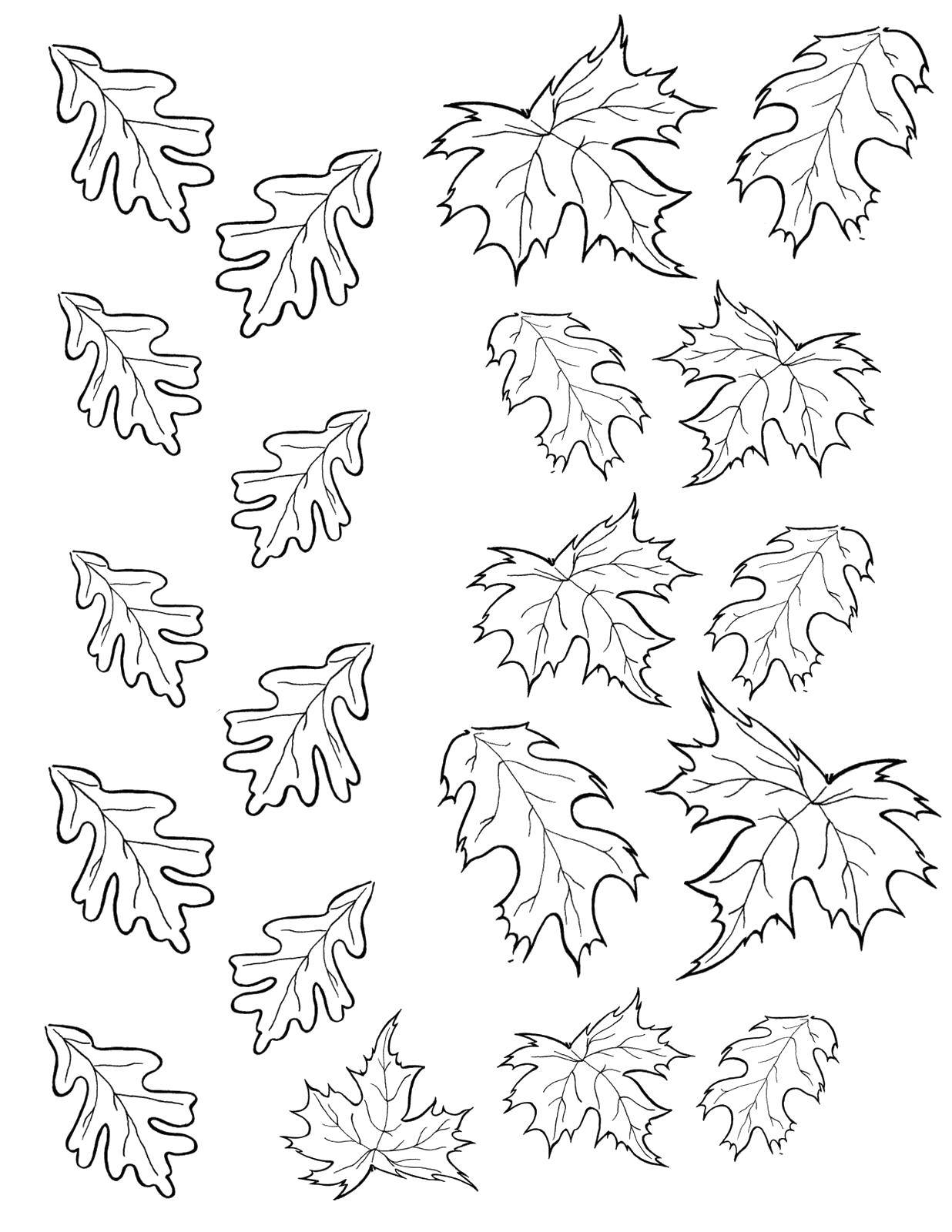 Название: Раскраска Дубовые листья, кленовые листья. Категория: Контуры листьев. Теги: Листья, дерево.