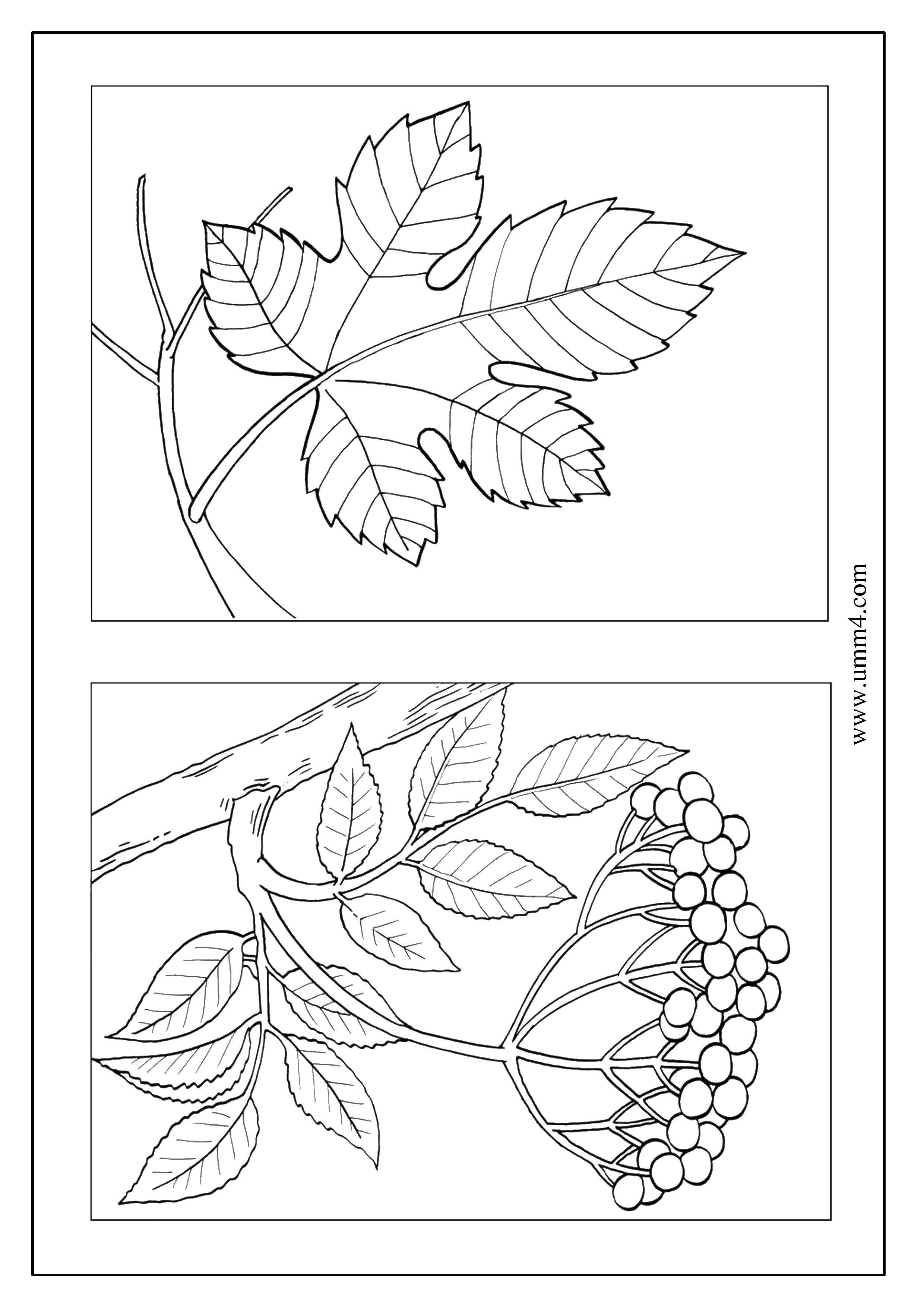 Название: Раскраска Два разных вида листьев. Категория: листья. Теги: природа, листья.