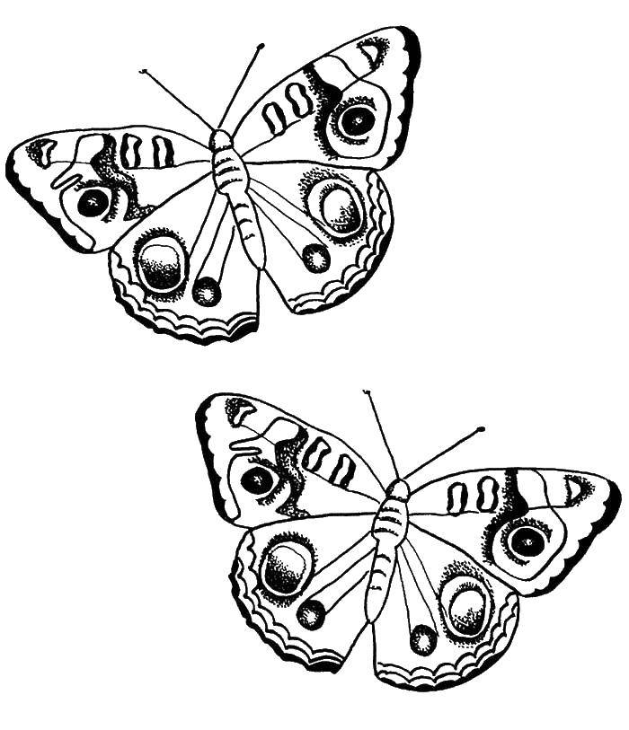 Coloring Two butterflies. Category coloring figures. Tags:  two, 2, butterfly.