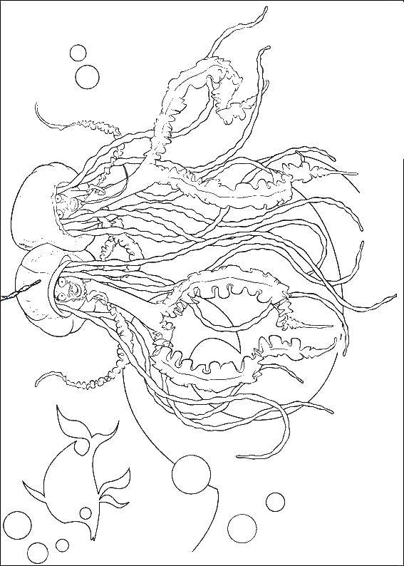 Название: Раскраска Эрни и берни растаманские ямайские медузы. Категория: раскраски. Теги: Подводная братва, Оскар.