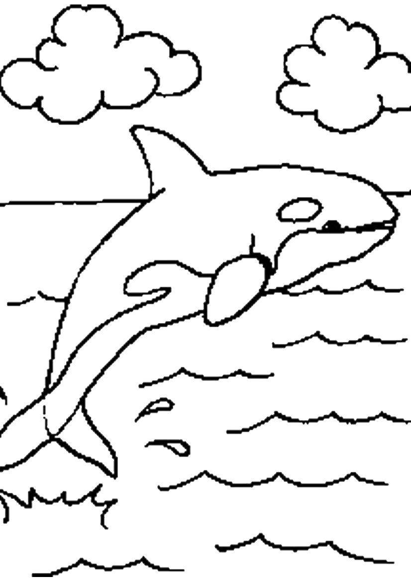 Название: Раскраска Касатка дельфин. Категория: дельфин. Теги: Дельфины, море.