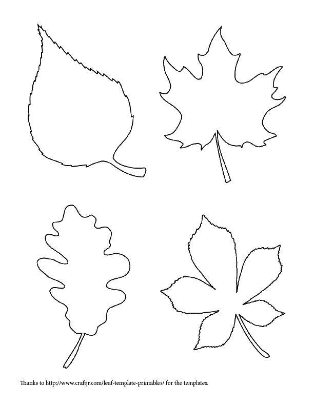 Название: Раскраска Контуры различных листьев. Категория: Контуры листьев. Теги: Листья, дерево.
