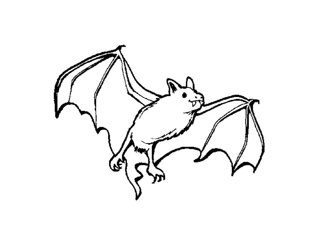 Coloring A bat in flight. Category Animals. Tags:  animals, bat.