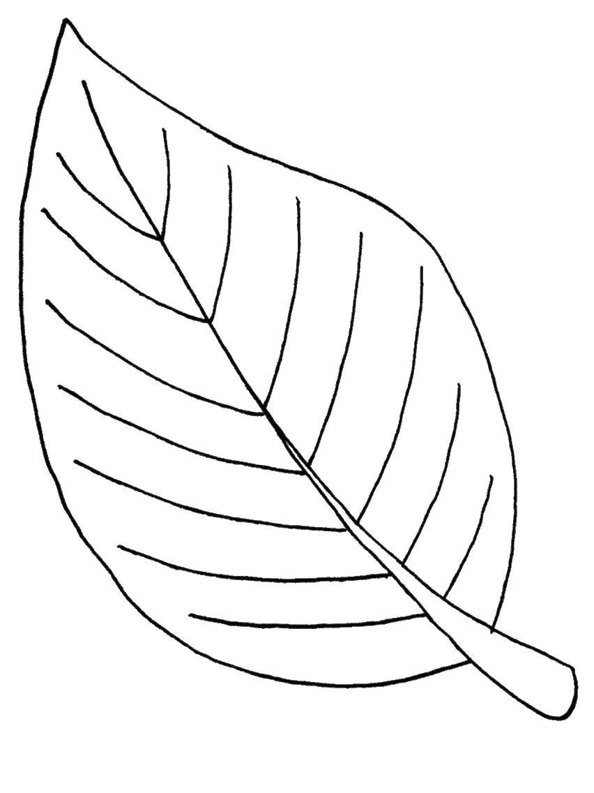 листок раскраска шаблон