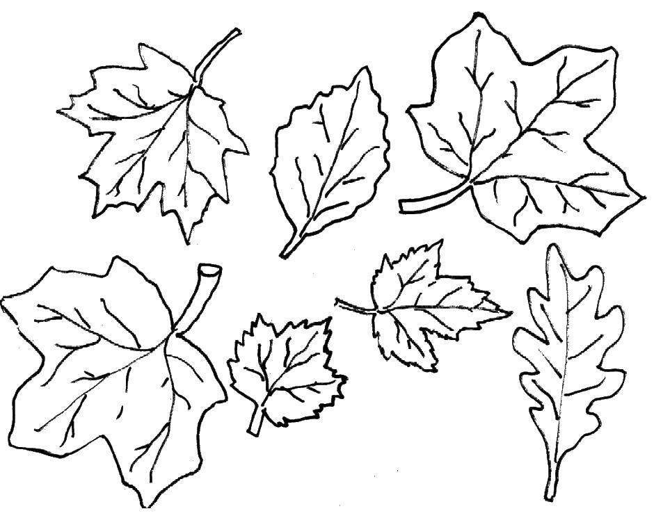 Название: Раскраска Листики с деревьев. Категория: Контуры листьев. Теги: листья, лист, дерево.
