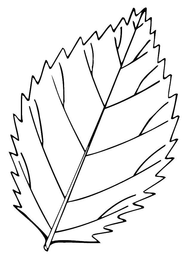 Название: Раскраска Листочек с березки. Категория: Контуры листьев. Теги: Листья, дерево.
