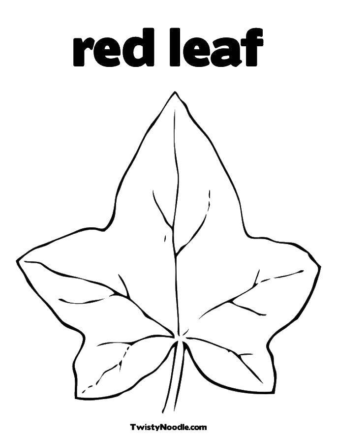 Coloring Leaf starlet. Category leaves. Tags:  leaves, foliage, sheet.