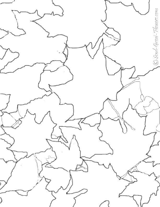 Coloring Foliage.. Category The contours of the leaves. Tags:  leaves, foliage.