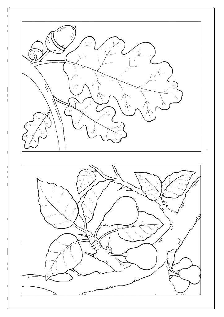 Coloring Oak leaves and pear. Category The contours of the leaves. Tags:  casting, oaks, pears.