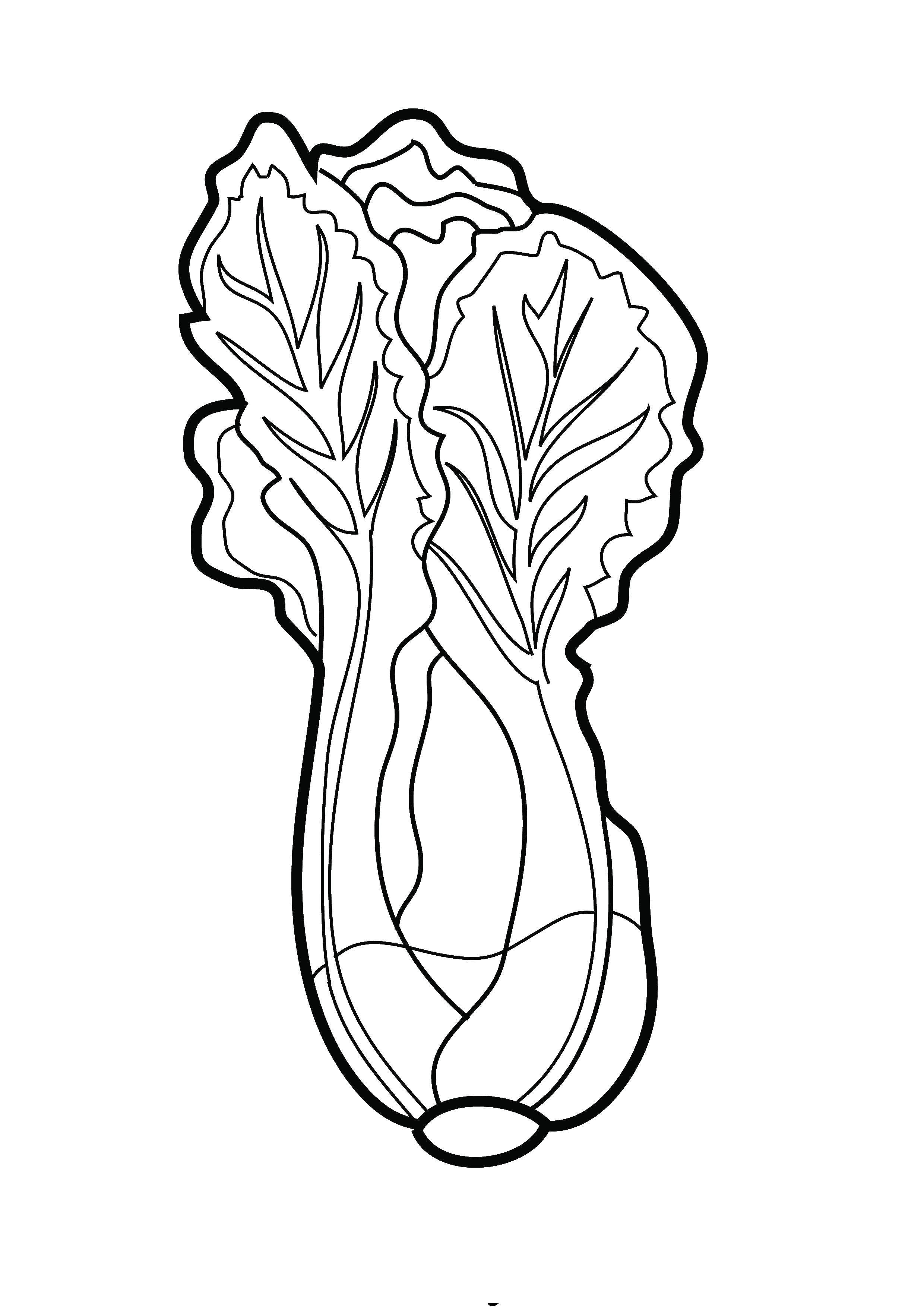 Название: Раскраска Листья салата. Категория: Растение. Теги: листья, салат, Растение.