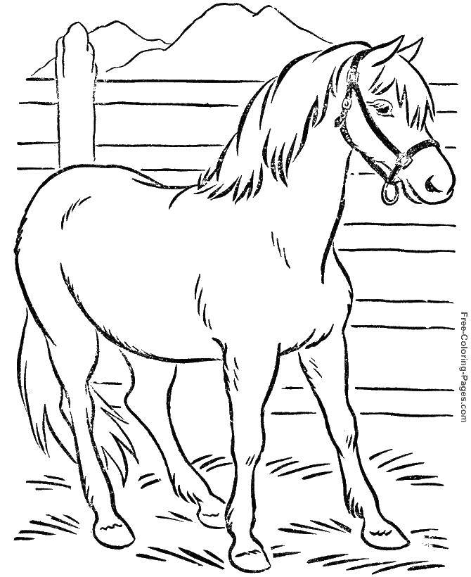 Название: Раскраска Лошадка в стойле. Категория: домашние животные. Теги: Животные, лошадь.
