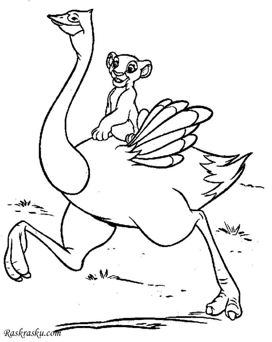 Coloring Lion on the ostrich. Category Disney coloring pages. Tags:  Disney, Lion King.