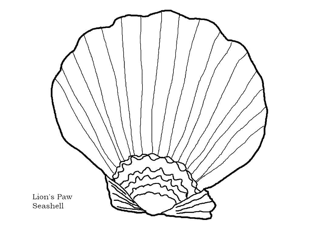 Coloring Seashell. Category marine. Tags:  sea shell .
