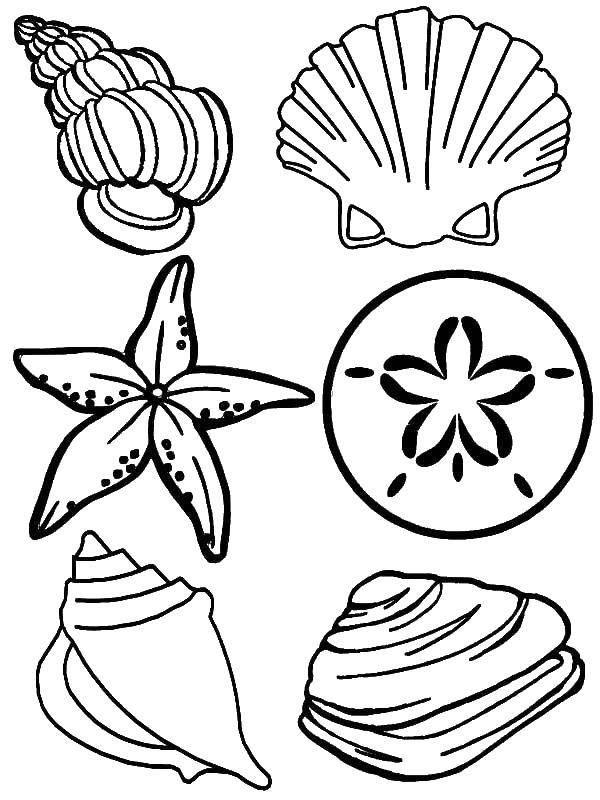 Coloring Seashells and shells. Category marine. Tags:  sea, seashells, shells.