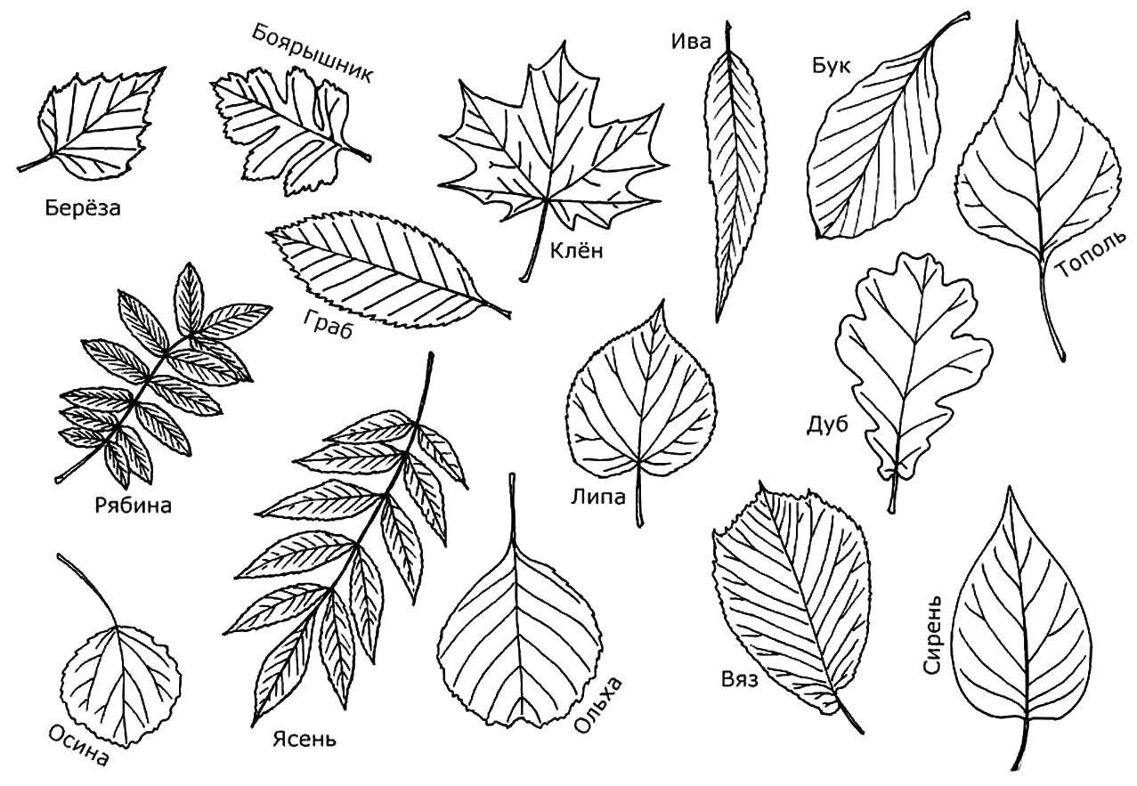 Название: Раскраска Названия разных листьев. Категория: Контуры листьев. Теги: Листья, дерево.
