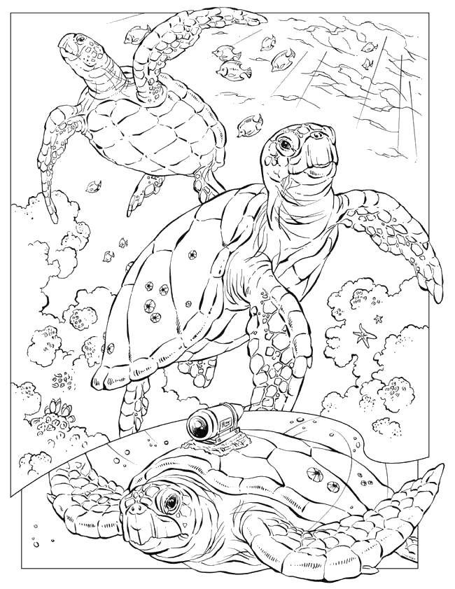 Название: Раскраска Подводные черепахи. Категория: морское. Теги: Подводный мир.