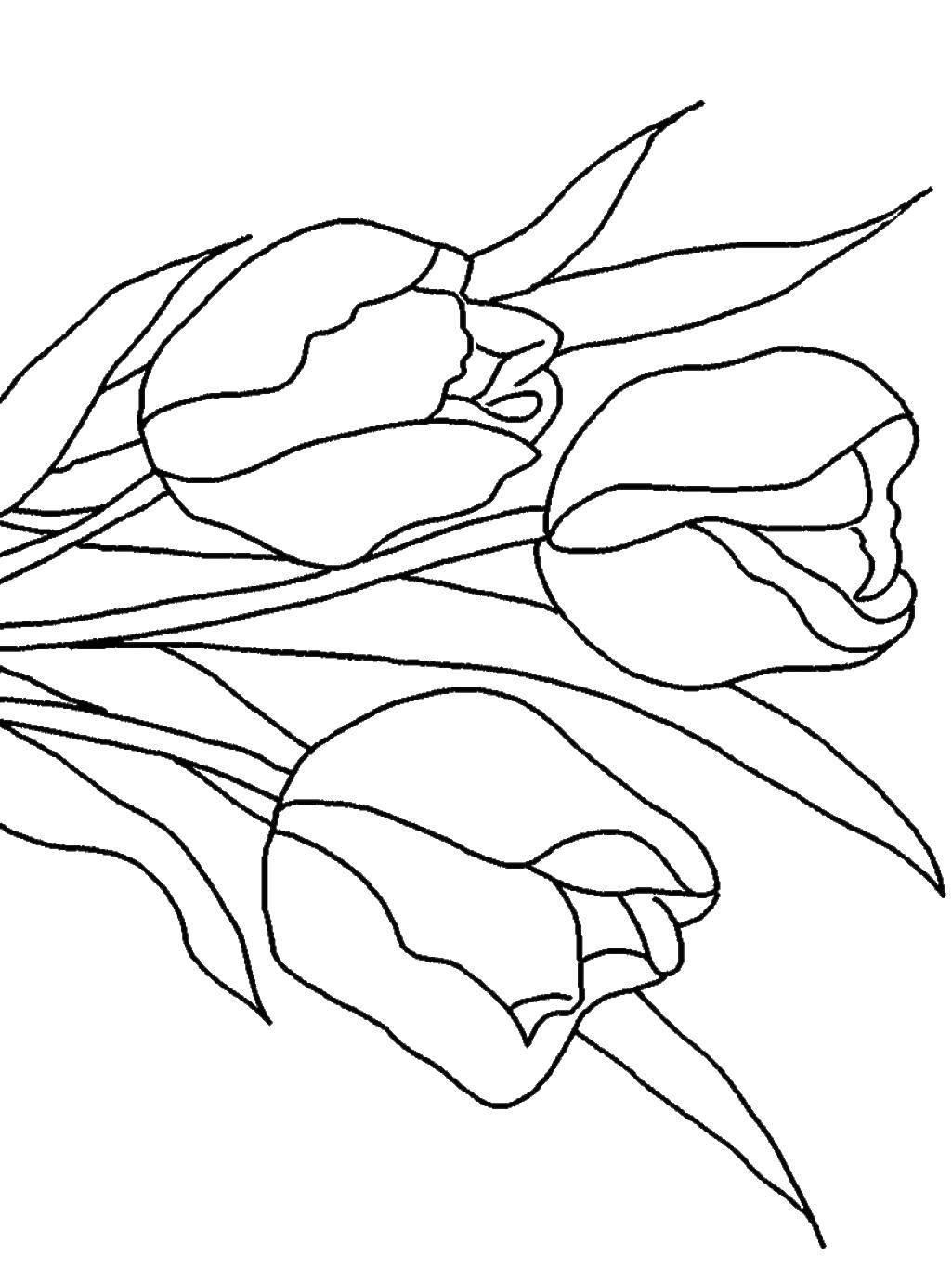 Coloring While the closed buds. Category flowers. Tags:  Flowers, tulips.