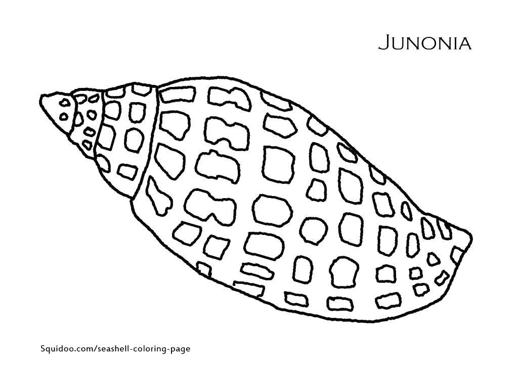 Coloring Spotted shell. Category marine. Tags:  sea, shell.