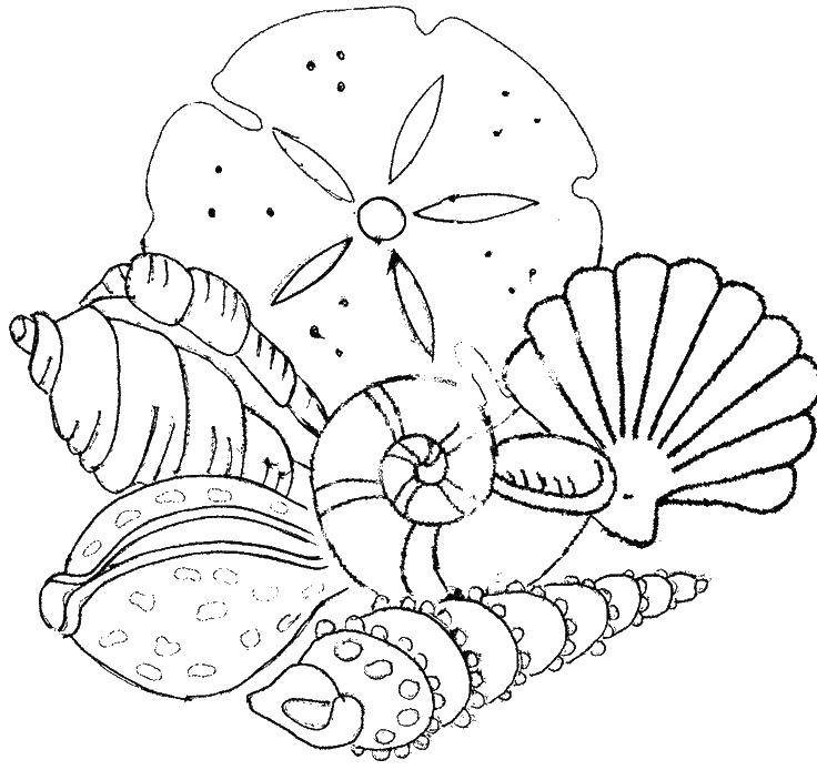 Coloring Different types of shells. Category marine. Tags:  sea, shells.