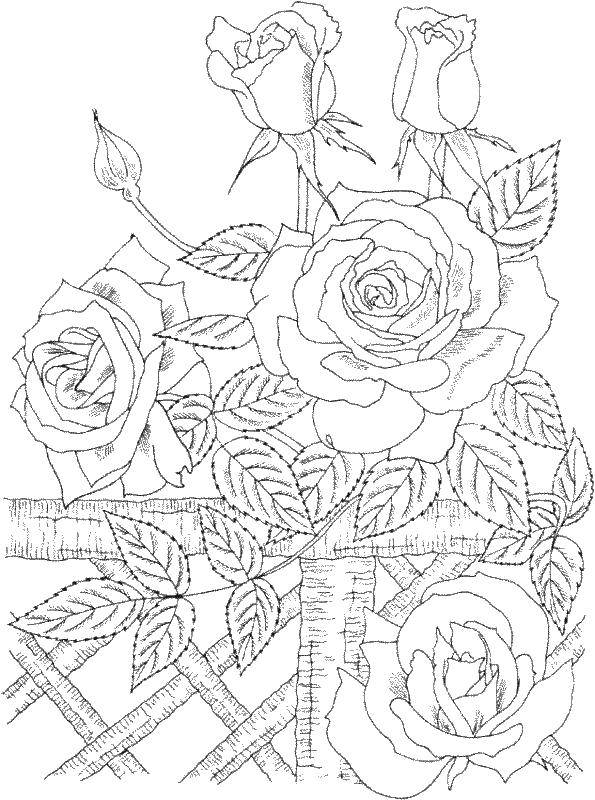 Название: Раскраска Розы на заборе. Категория: цветы. Теги: роза, забор.