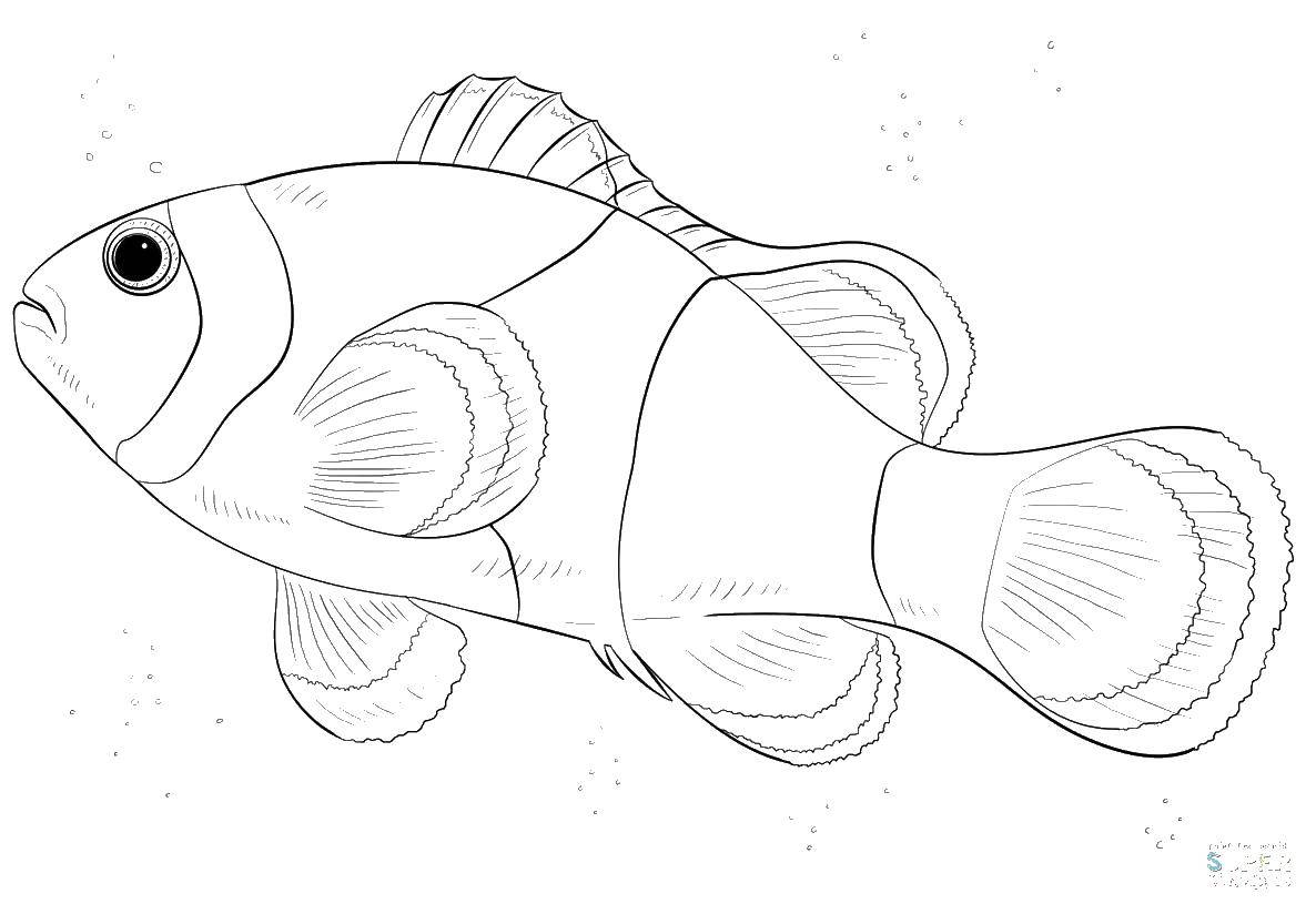 Название: Раскраска Рыбка в воде. Категория: морское. Теги: морское, рыбы, рыбка.
