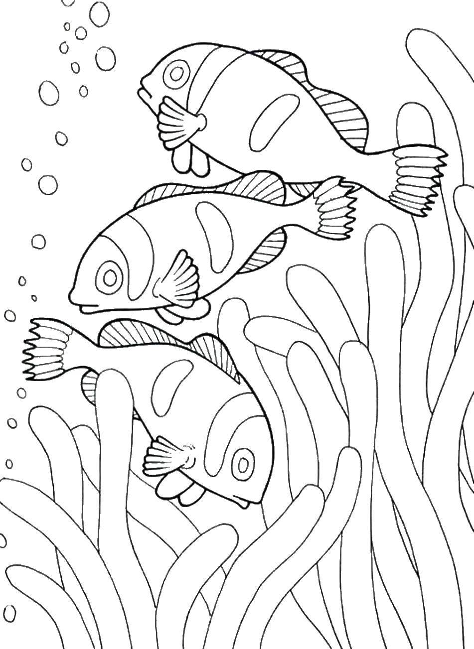 Название: Раскраска Рыбки у водорослей. Категория: морское. Теги: рыбы, рыбки, водоросли, море.