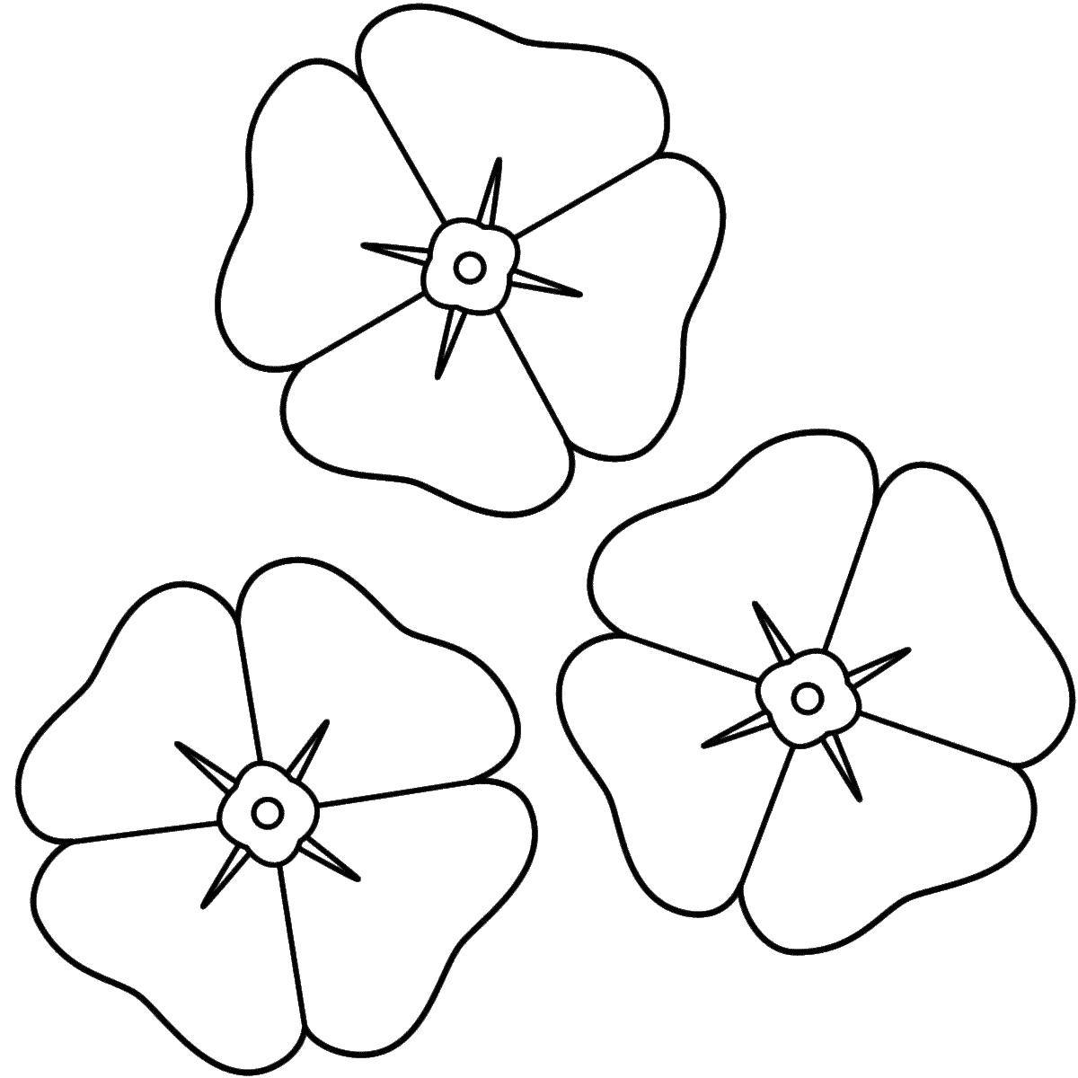 Название: Раскраска Три цветка. Категория: растения. Теги: Цветы.