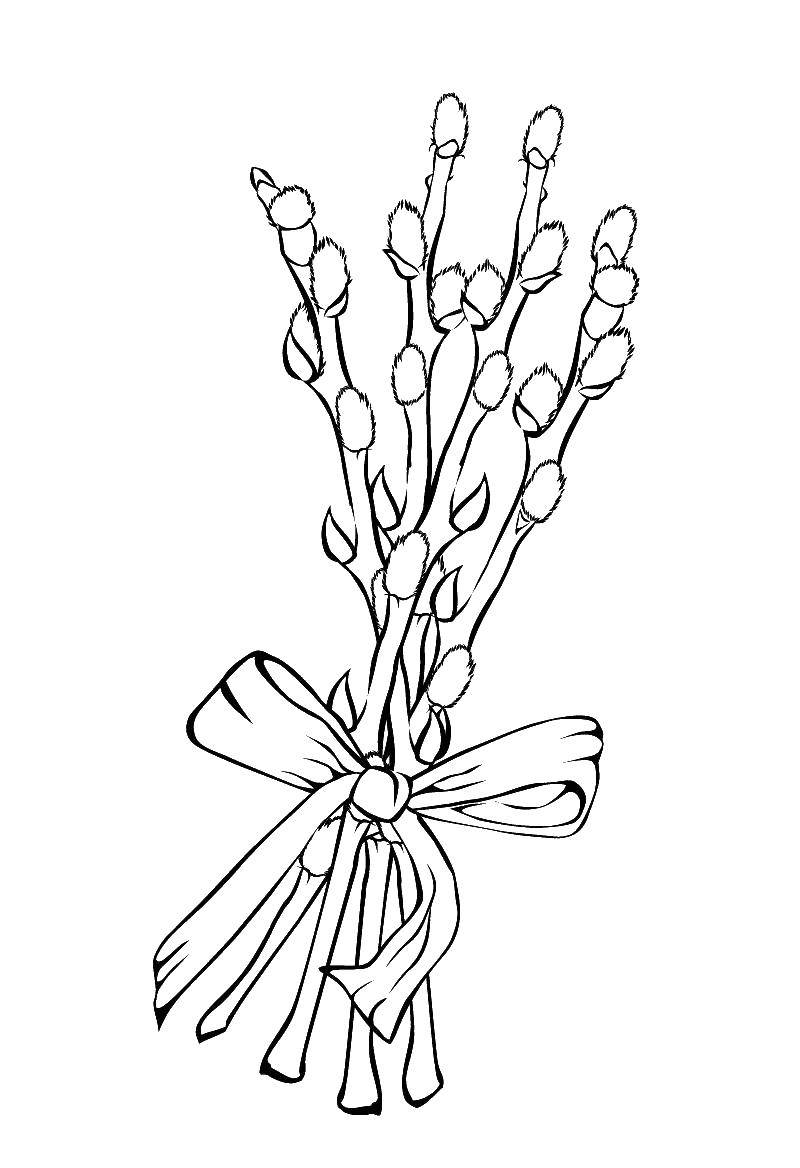 Coloring Verba. Category spring. Tags:  spring, plants, willow.