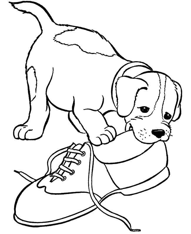 Розмальовки  Пес гризе черевик. Завантажити розмальовку тварини, собака, собака, пес.  Роздрукувати ,Тварини,