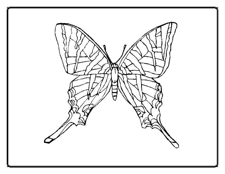 Название: Раскраска Бабочка. Категория: Насекомые. Теги: насекомые, бабочка.