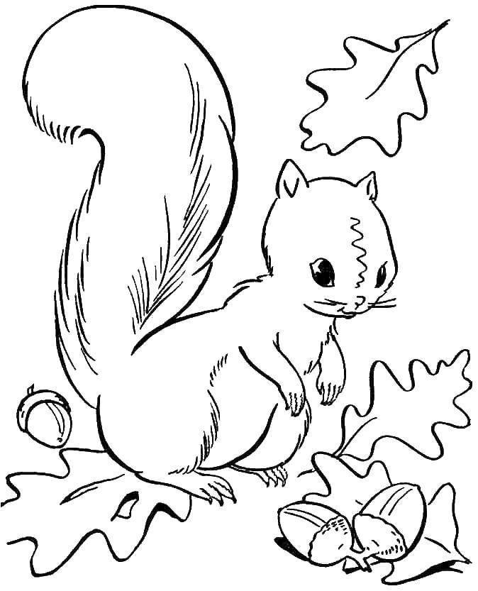 Coloring Squirrel found the nuts. Category rodents . Tags:  protein, nuts.