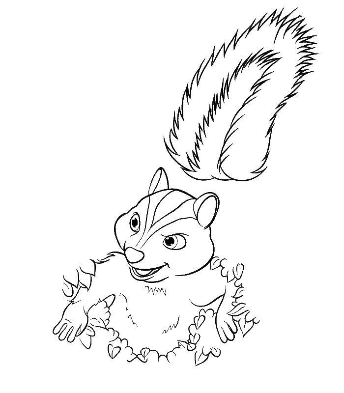 Coloring Squirrel in the grass. Category rodents . Tags:  protein, nuts.