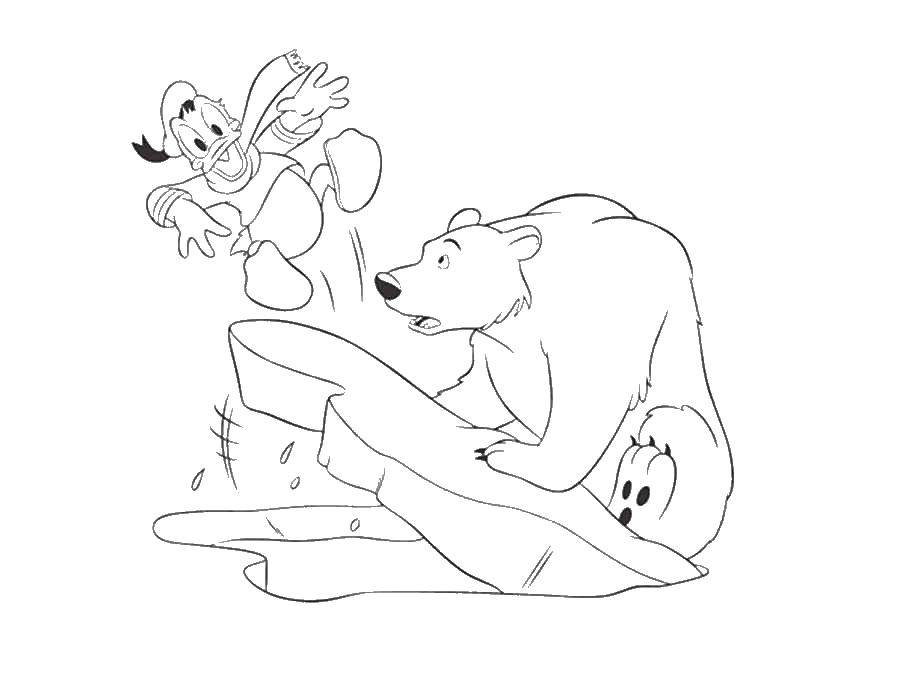 Coloring Polar bear and Donald duck. Category Disney coloring pages. Tags:  disney, Donald duck, polar bear.