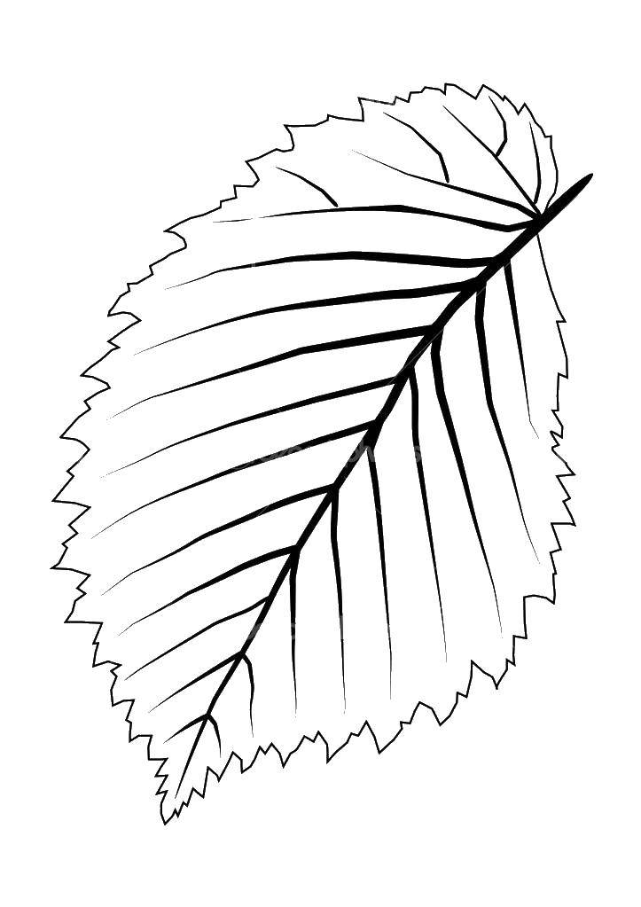 Coloring Birch leaf. Category leaves. Tags:  foliage, leaves.