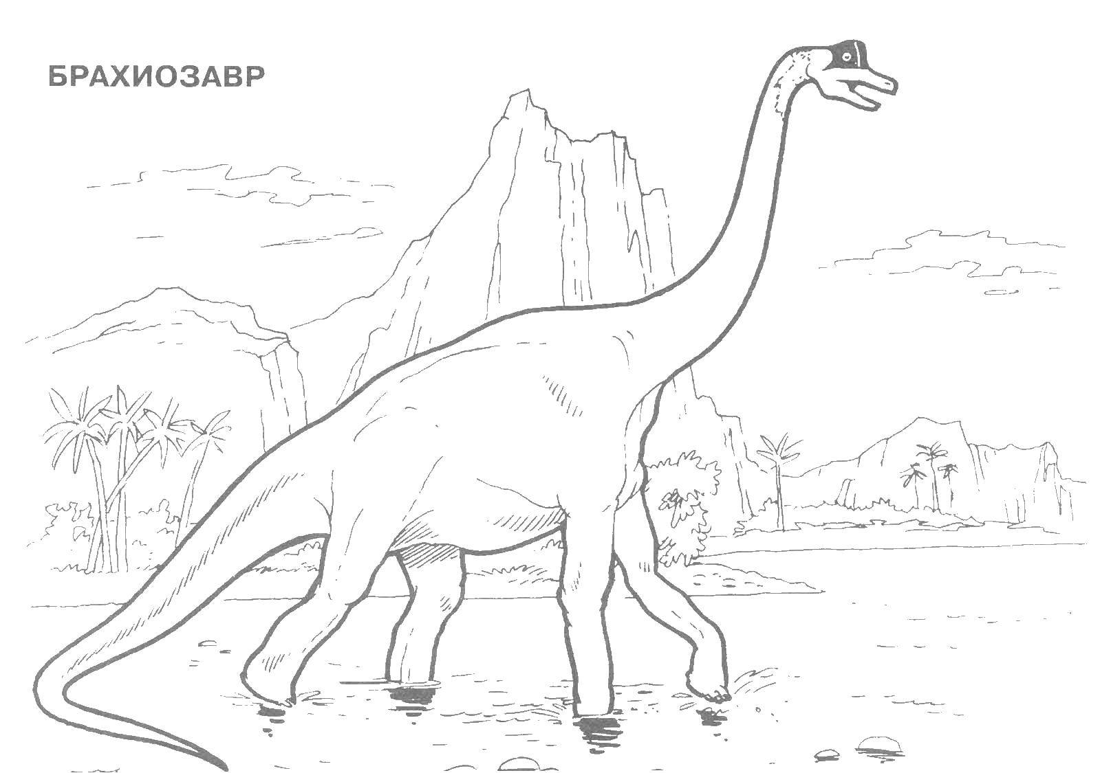 Название: Раскраска Брахиозавр динозавр юрского периода. Категория: парк юрского периода. Теги: Брахиозавр, динозавр, .
