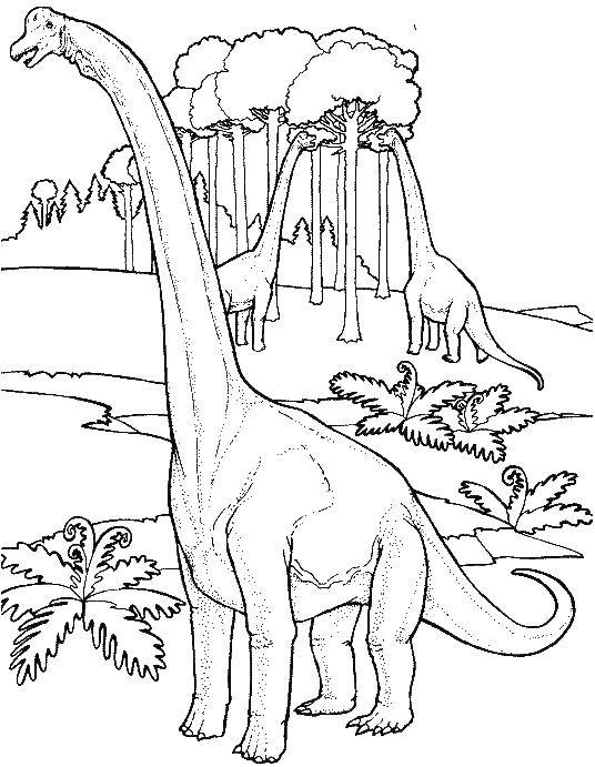 Название: Раскраска Брахиозавры кушаю листья. Категория: парк юрского периода. Теги: Брахиозавр, динозавр, .