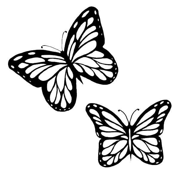 Название: Раскраска Две красивые бабочки. Категория: бабочки. Теги: насекомые, бабочки, крылышки, полет.