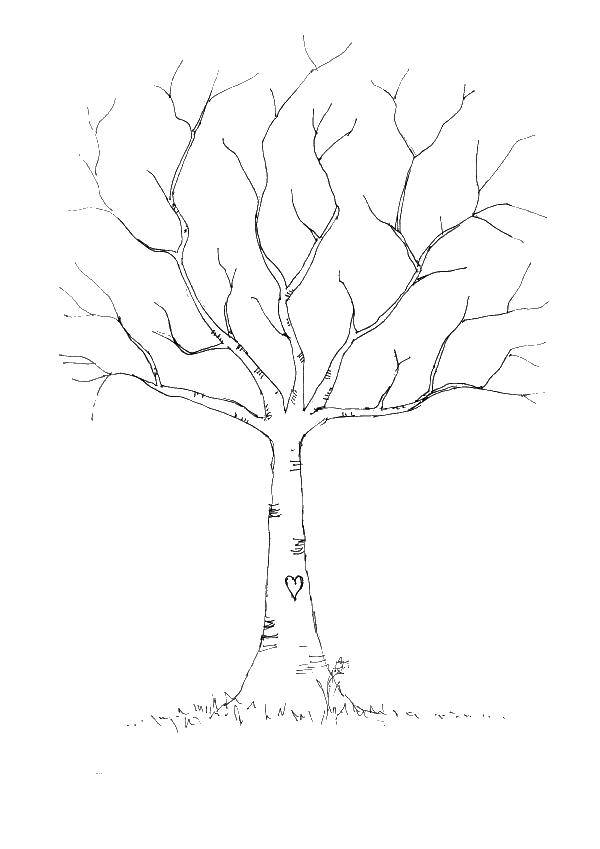 Название: Раскраска Голая береза. Категория: дерево. Теги: деревья, береза.