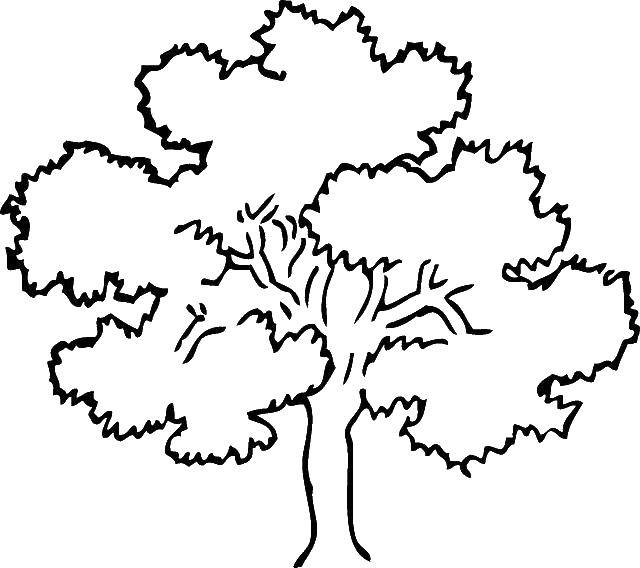 Название: Раскраска Густое деревце. Категория: дерево. Теги: Деревья, лист.