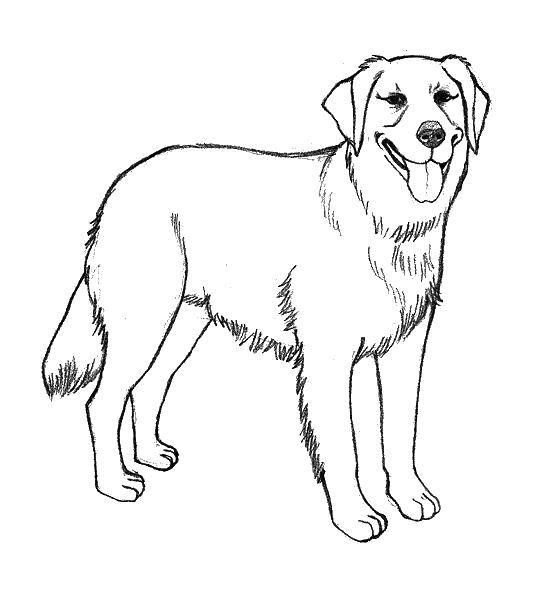 Coloring Good dog. Category Animals. Tags:  Animals, dog.
