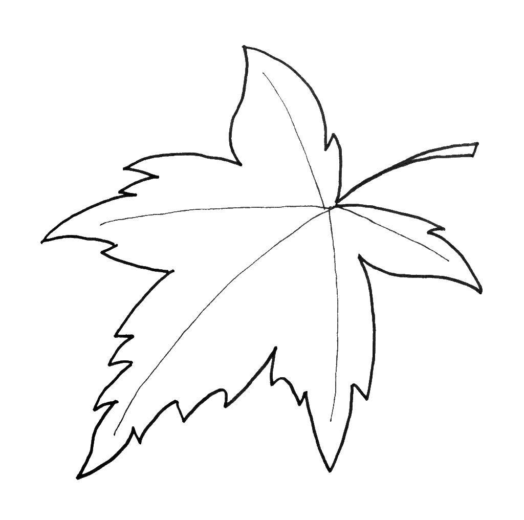 Coloring Maple leaf. Category leaves. Tags:  leaves, maple leaf.