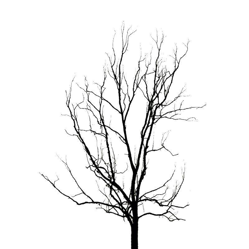 Название: Раскраска Контур деревца. Категория: Контур дерева. Теги: контуры, деревья.