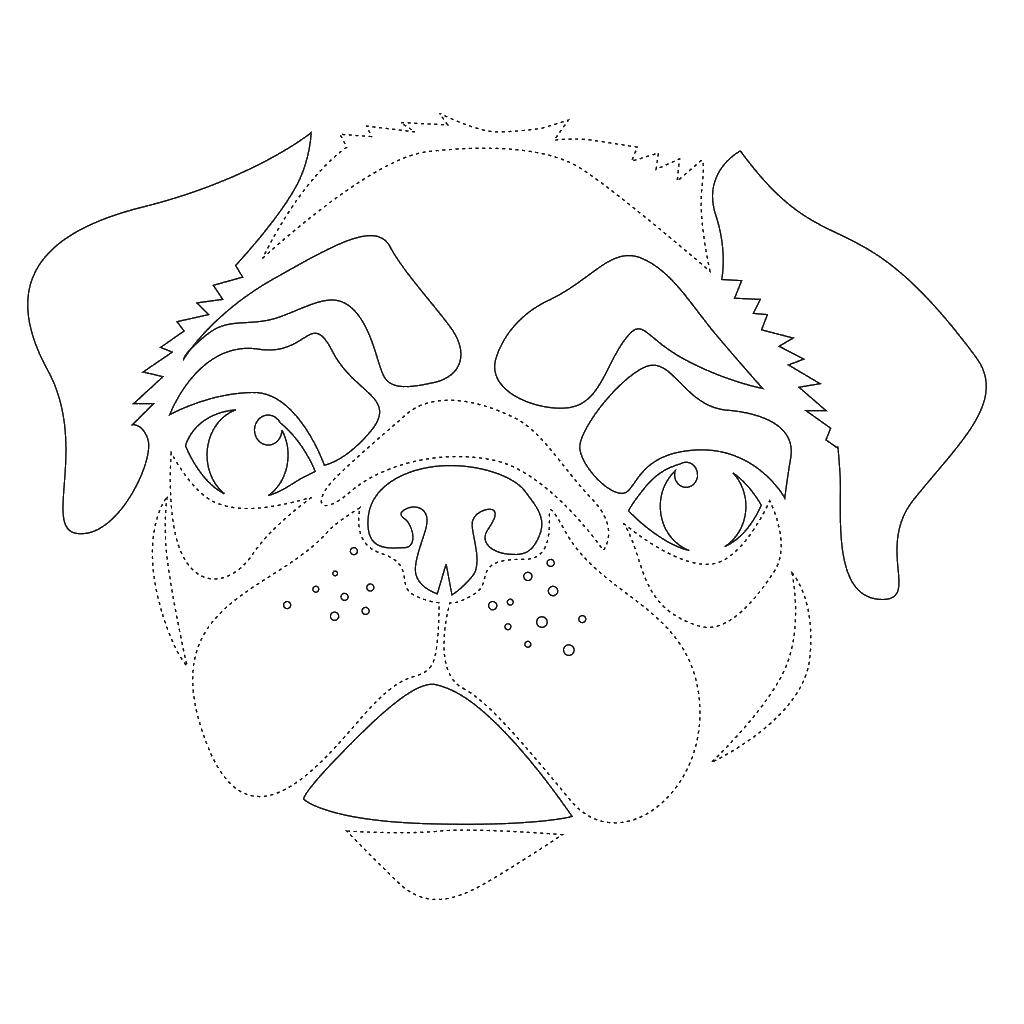 Coloring The contours of a bulldog. Category the contours of the dog. Tags:  contour, dog, muzzle.