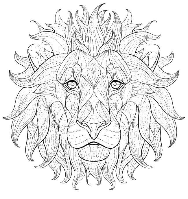 Coloring Lion pattern. Category coloring for adults. Tags:  lion animal.
