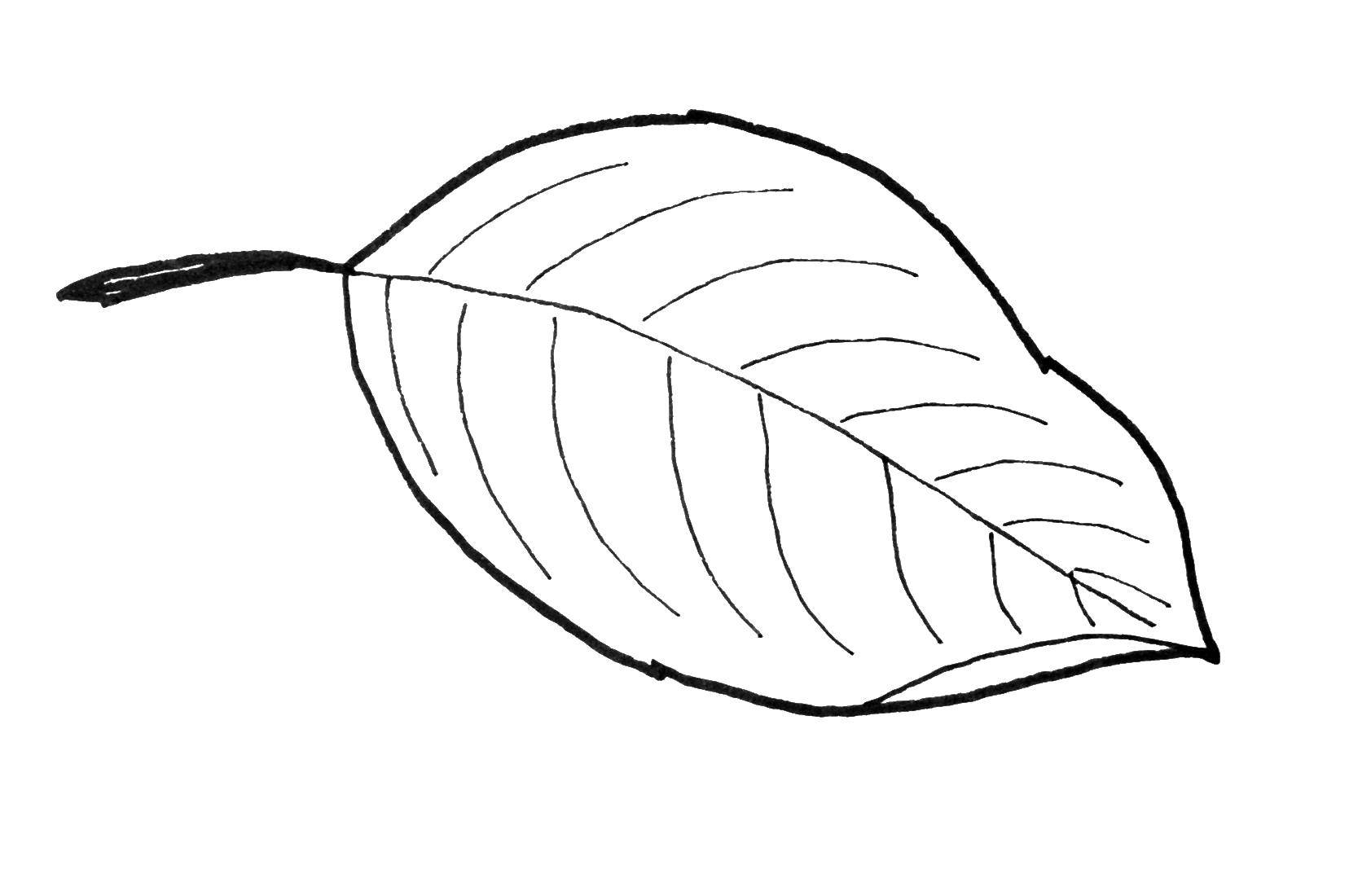Название: Раскраска Листок с дерева. Категория: Контуры листьев деревьев. Теги: листок, листья.