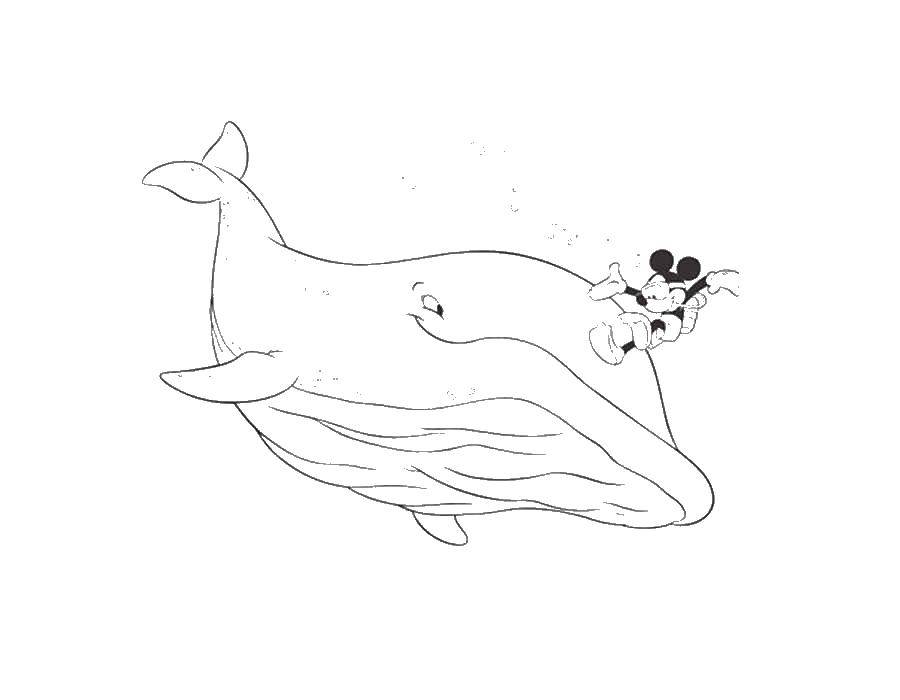 Название: Раскраска Микки маус и кит. Категория: микки маус. Теги: микки маус, кит.